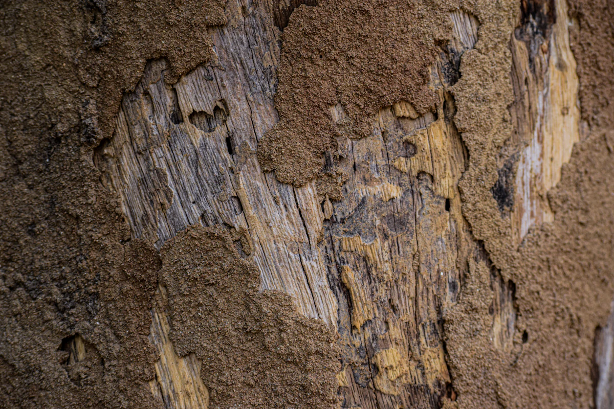 Close-up of termite damage in wood