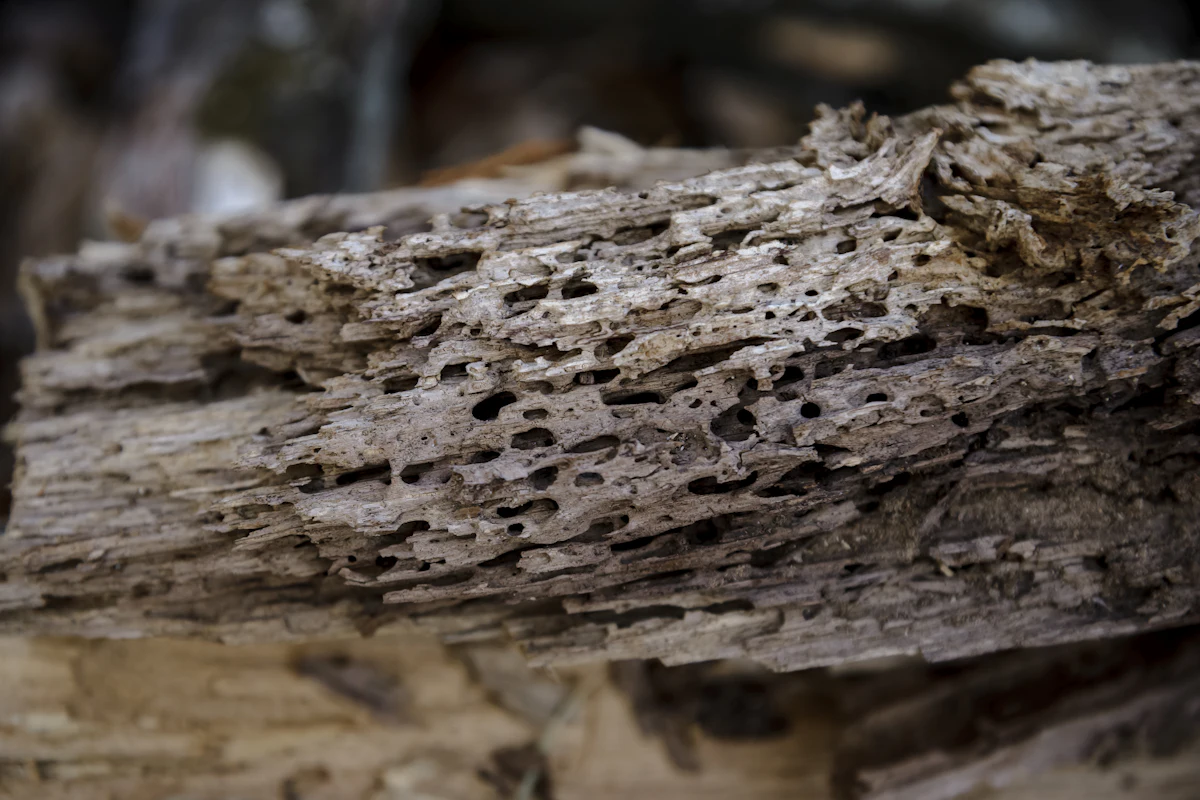 Insect-eaten wood texture