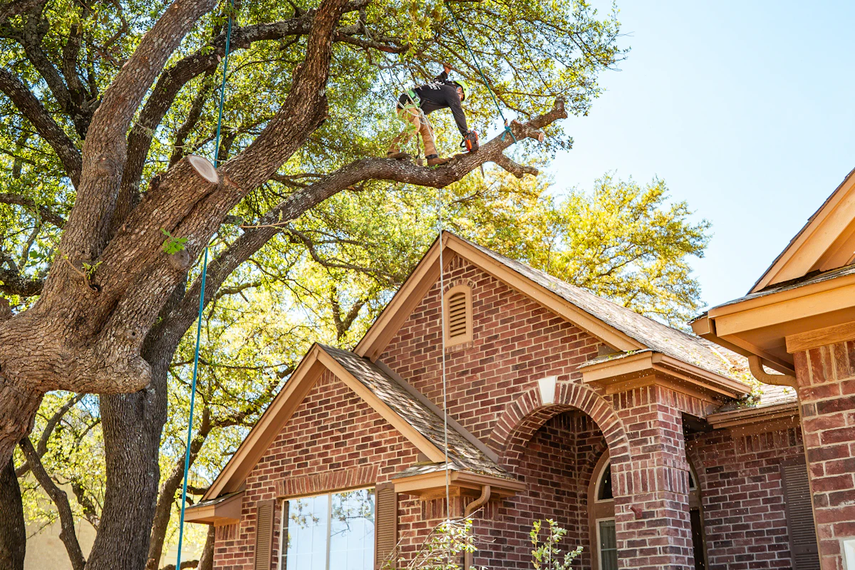 Tree service worker trimming a large tree