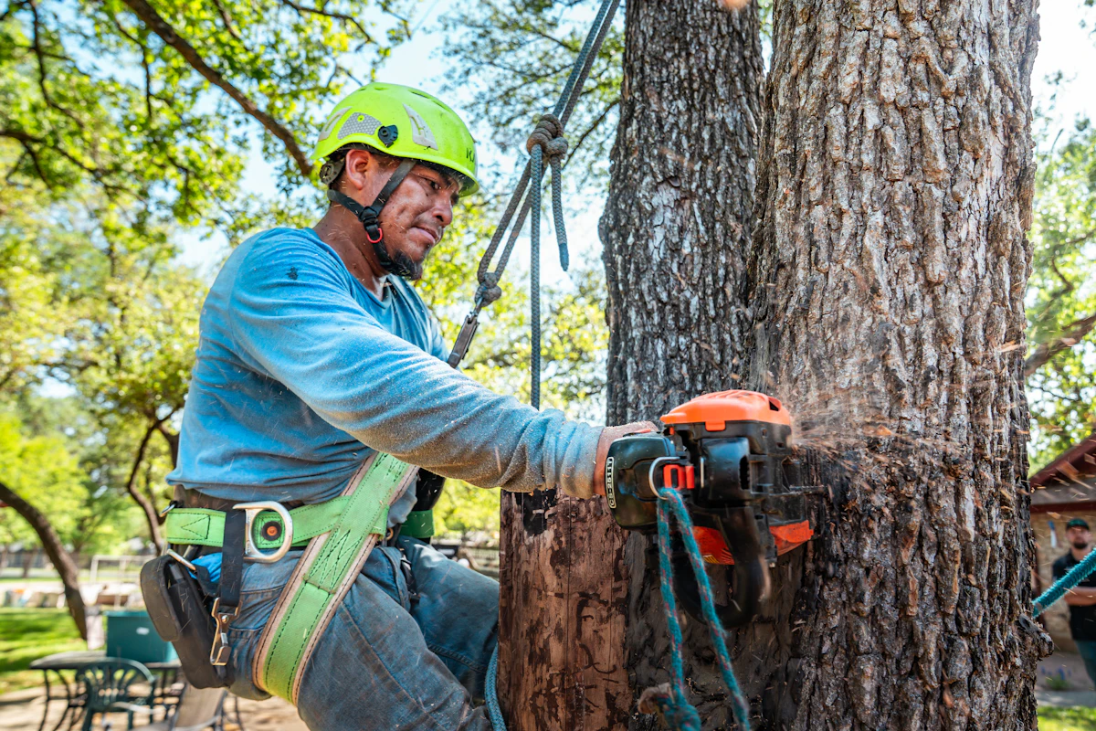 Arborist cutting a limb with a chainsaw