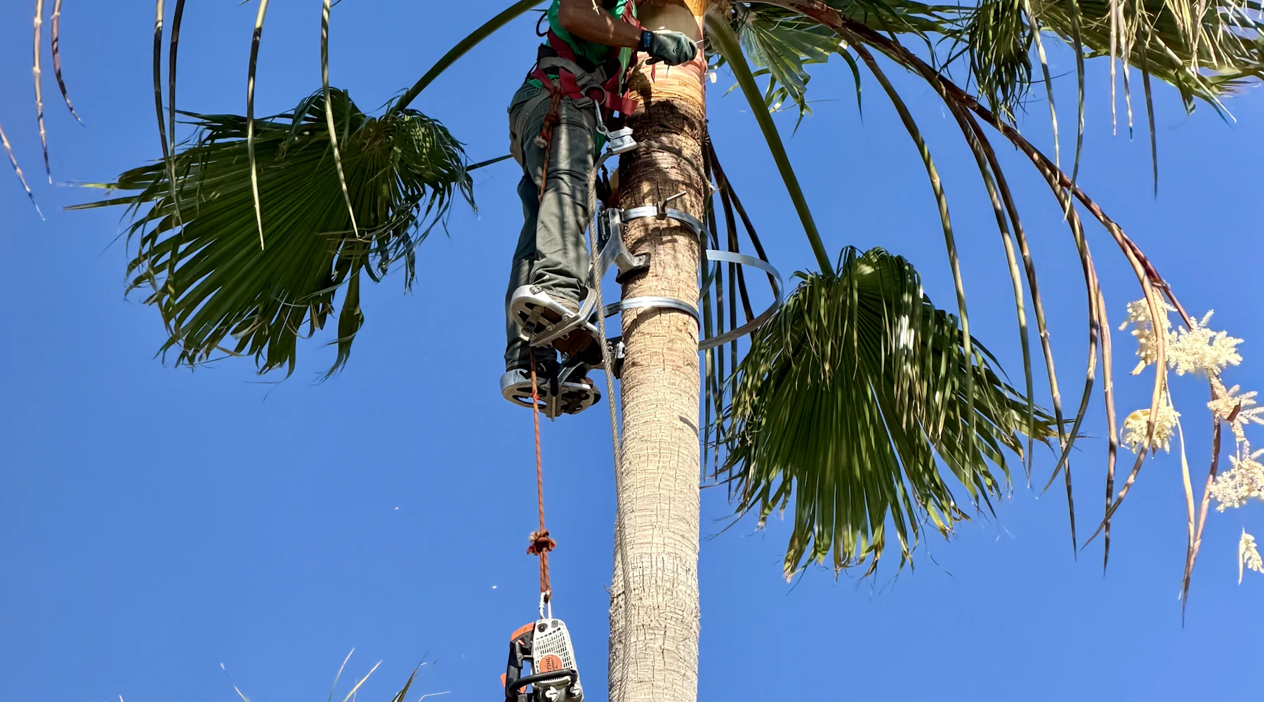 Arborist trimming a large palm tree